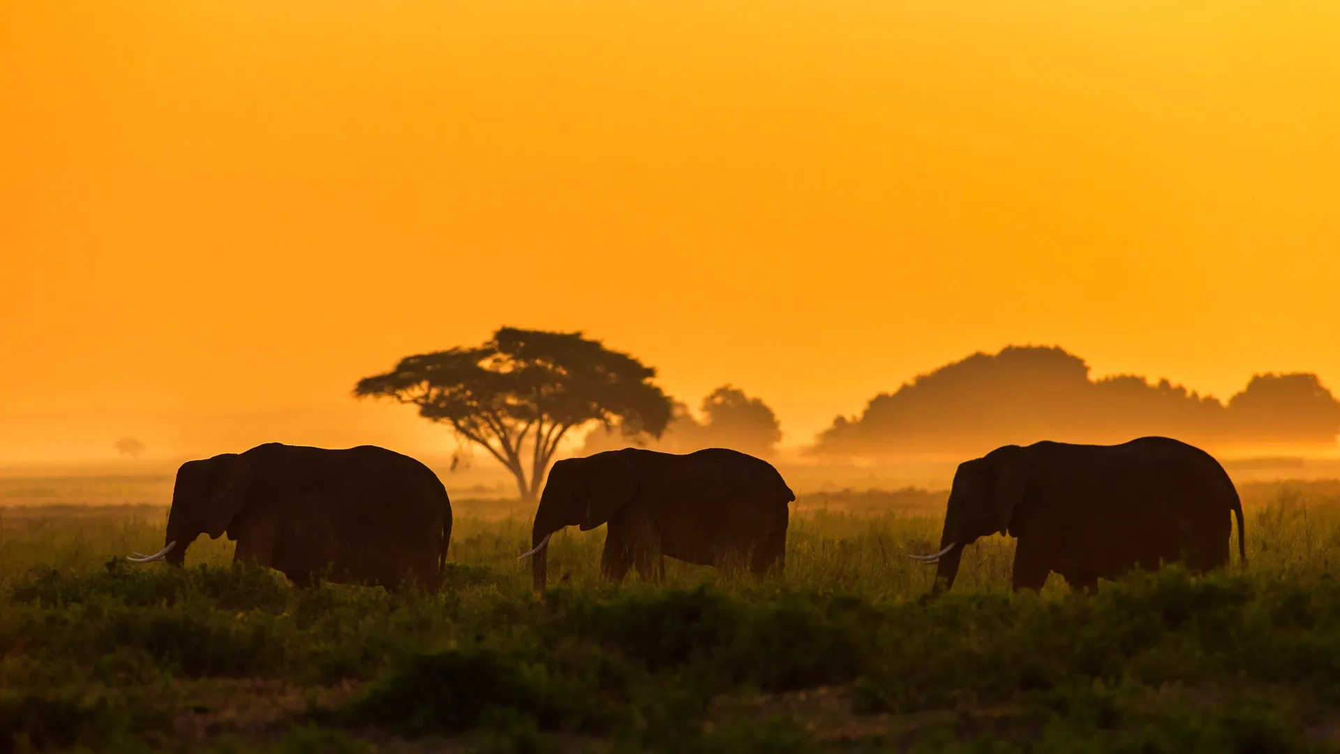 Unforgettable Safaris