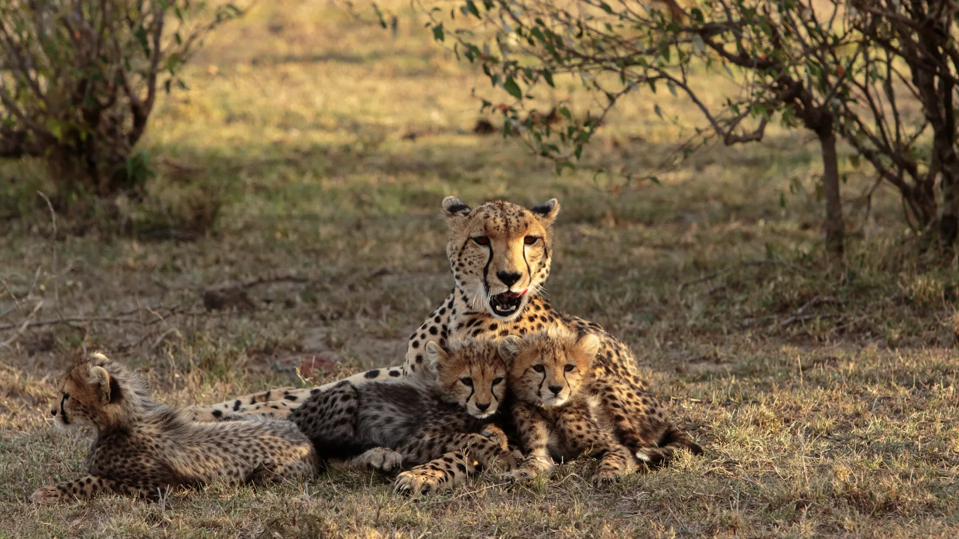 Maasai Mara