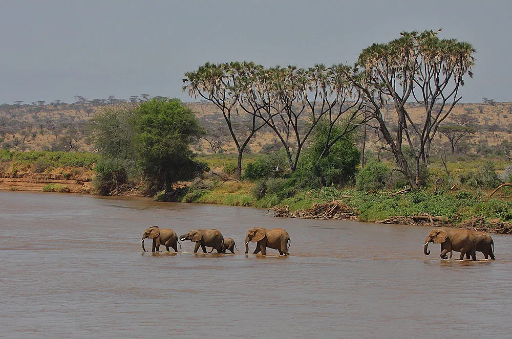 Ewaso Nyiro River