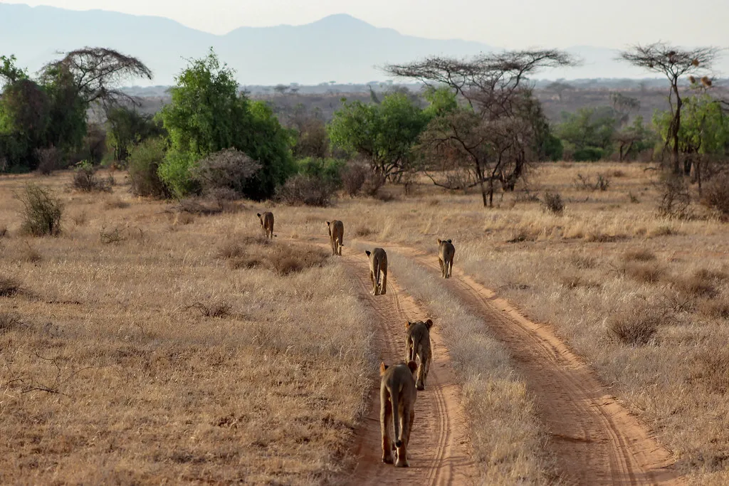 Samburu Elephants