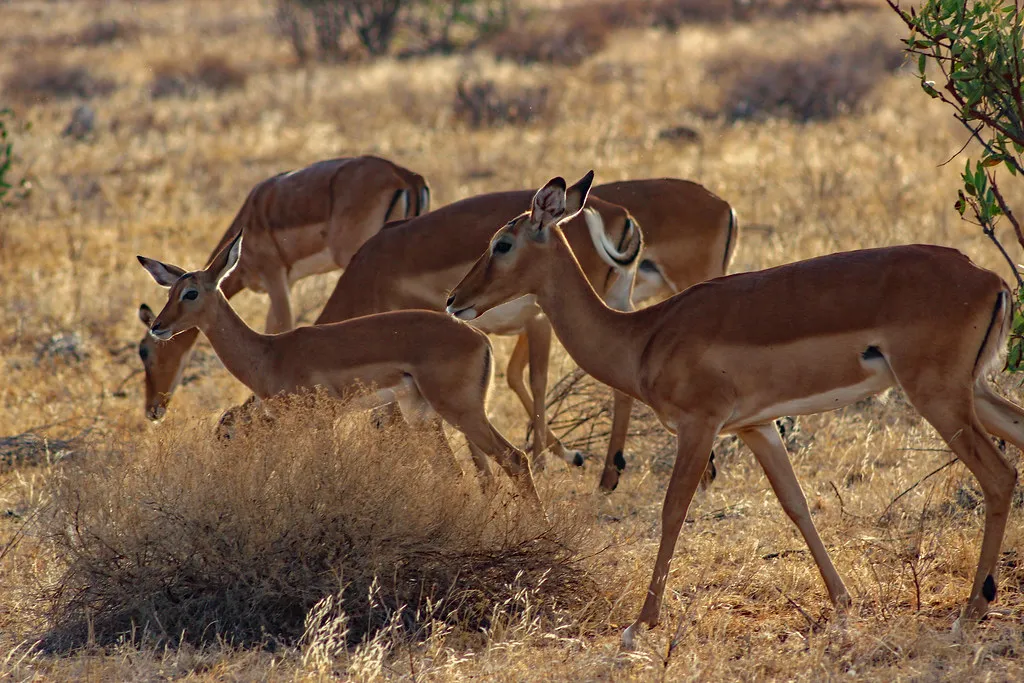 Samburu Wildlife
